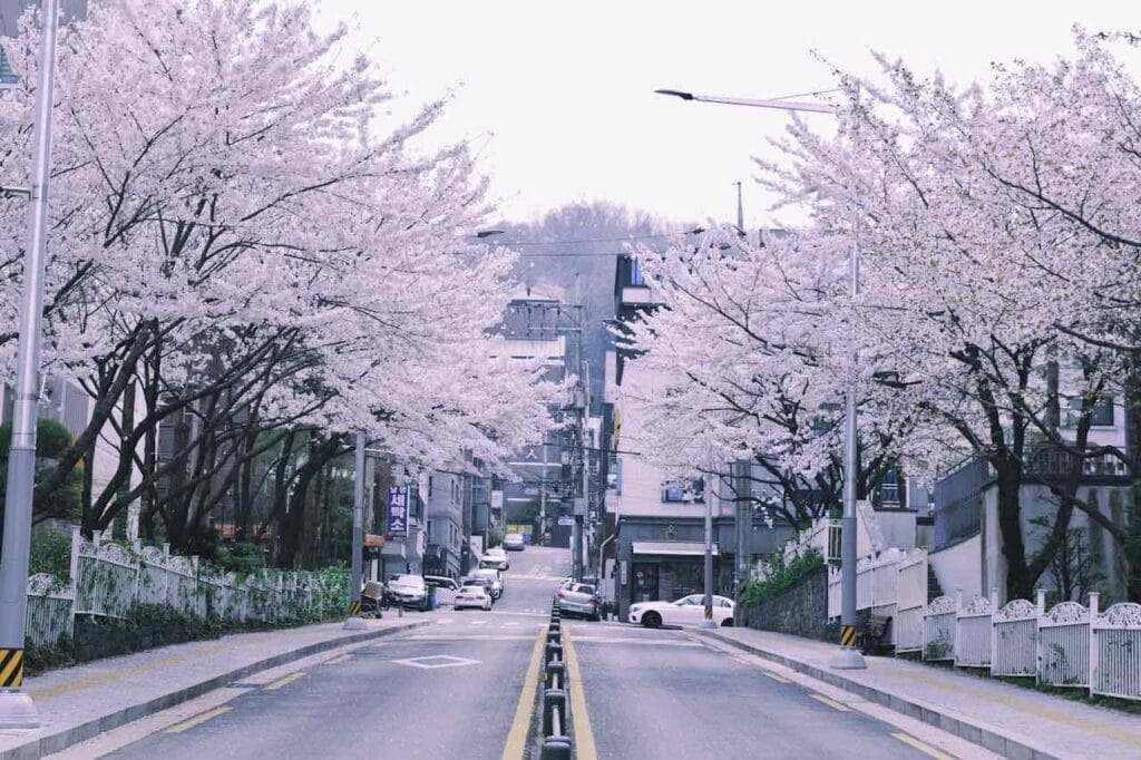 cherry blossom korea 2025